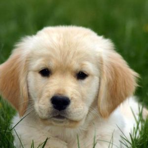Golden Retriever puppies for sale