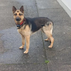 Female German Shepherd