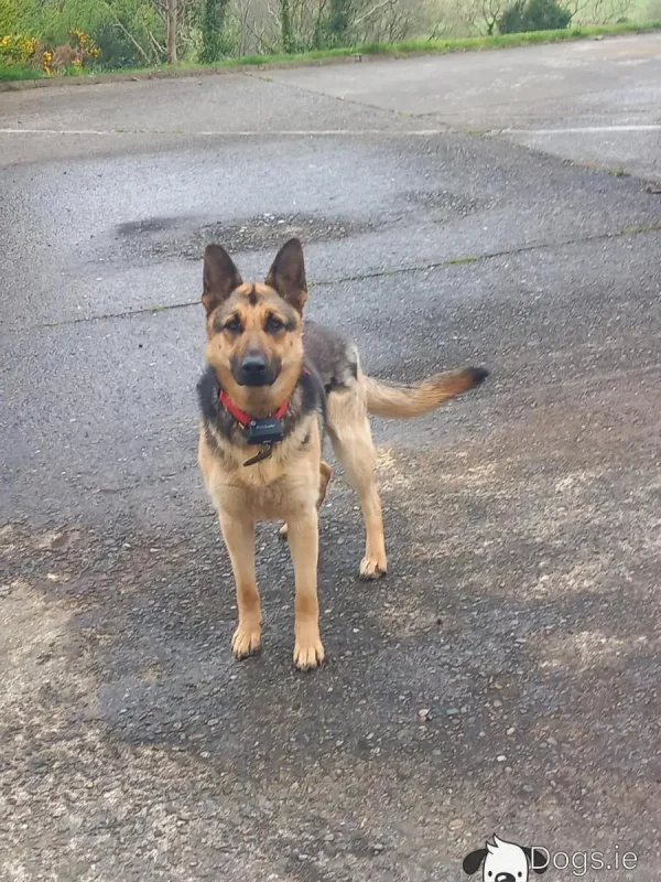 Female German Shepherd - Image 2