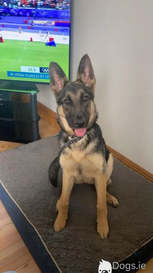 Female German Shepherd - Image 3