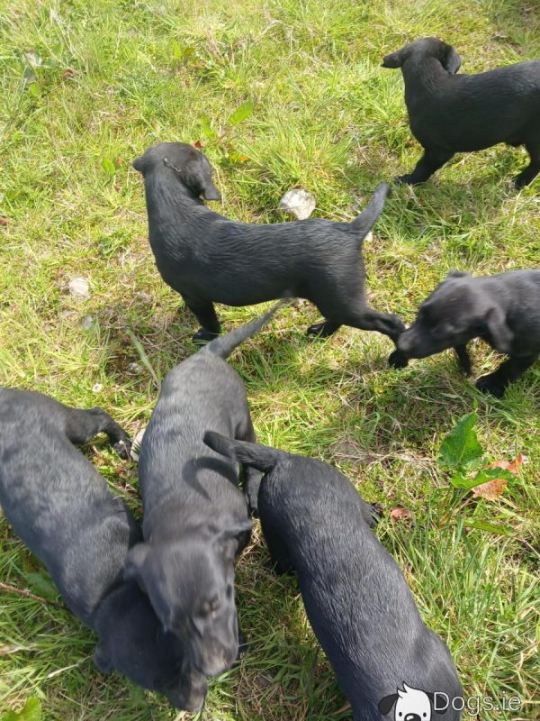 Labrador puppies for sale - Image 2