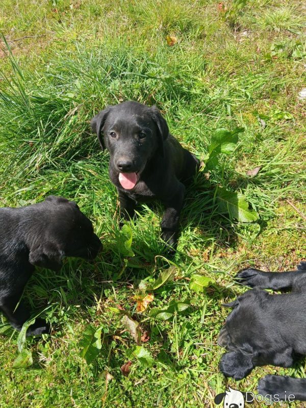 Labrador puppies for sale