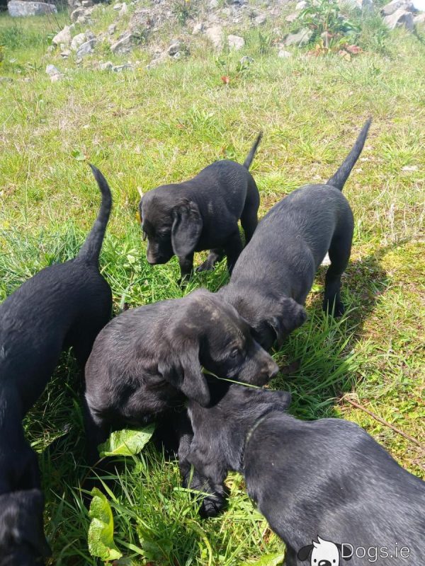 Labrador puppies for sale - Image 5
