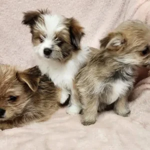 Porkie puppies