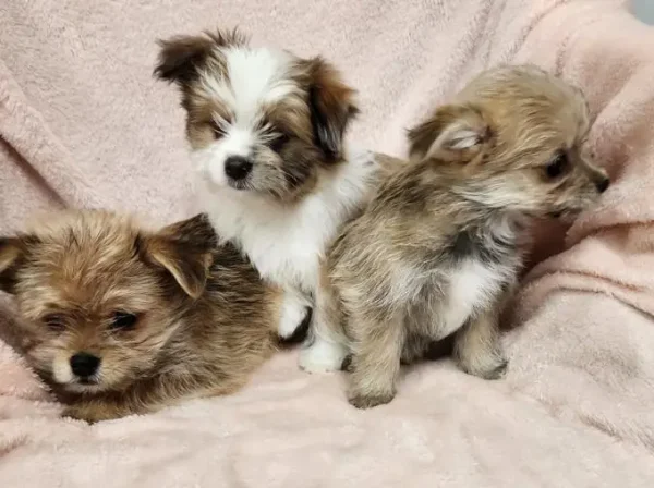Porkie puppies