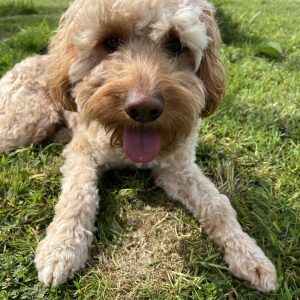 Male Mini Irish Doodle