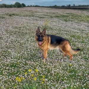 Stunning male  German Shepherd