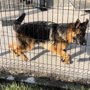 German Shepherd puppy 8 months old in Meath