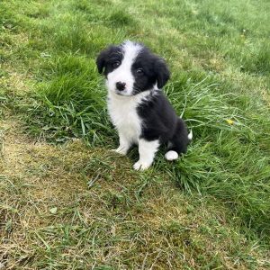 Bordoodle puppies (Border Collie x Poodle)