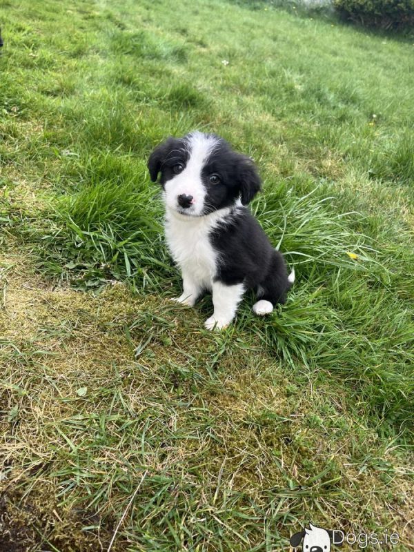 Bordoodle puppies (Border Collie x Poodle)