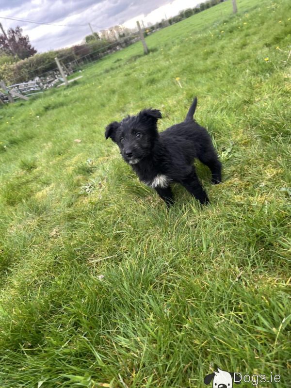 Bordoodle puppies (Border Collie x Poodle) - Image 3