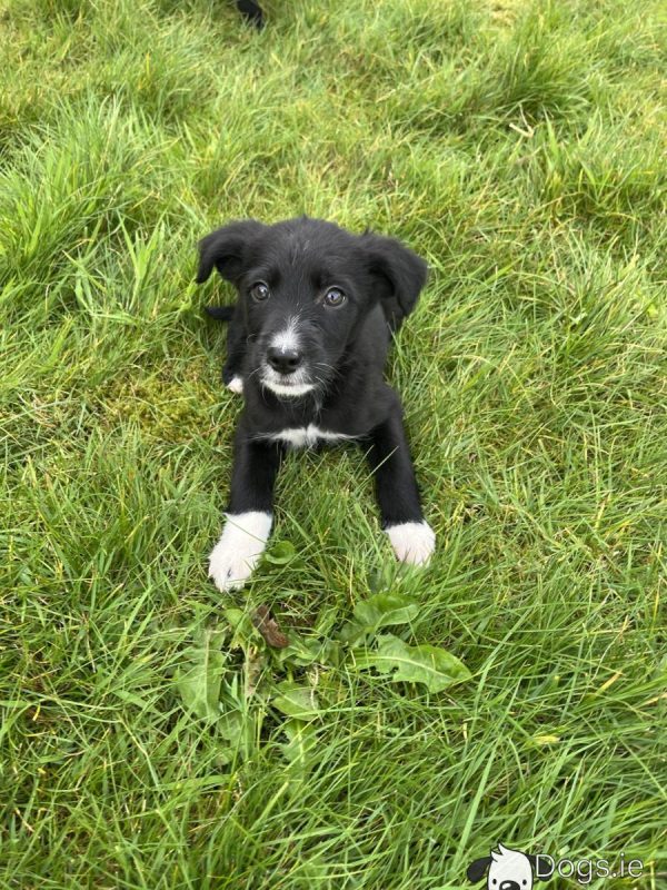 Bordoodle puppies (Border Collie x Poodle) - Image 4
