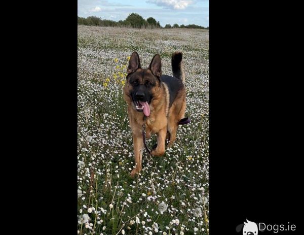 Stunning male  German Shepherd - Image 6