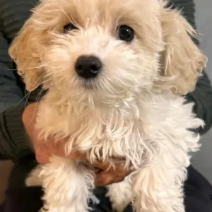Urgent homes needed - 3 pups